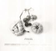 Click for 1 image(s) for this accession. FRUIT